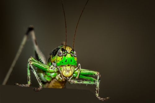 grasshopper ornithopter insect