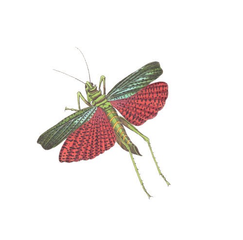 grasshopper insect animal