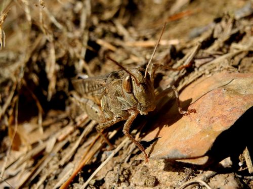 grasshopper insect nature