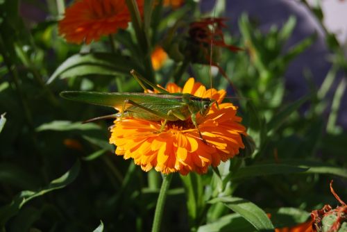 grasshopper insect nature