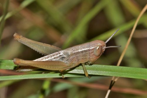 grasshopper hopper insect