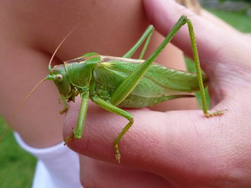 grasshopper great green tettigonia viridissima