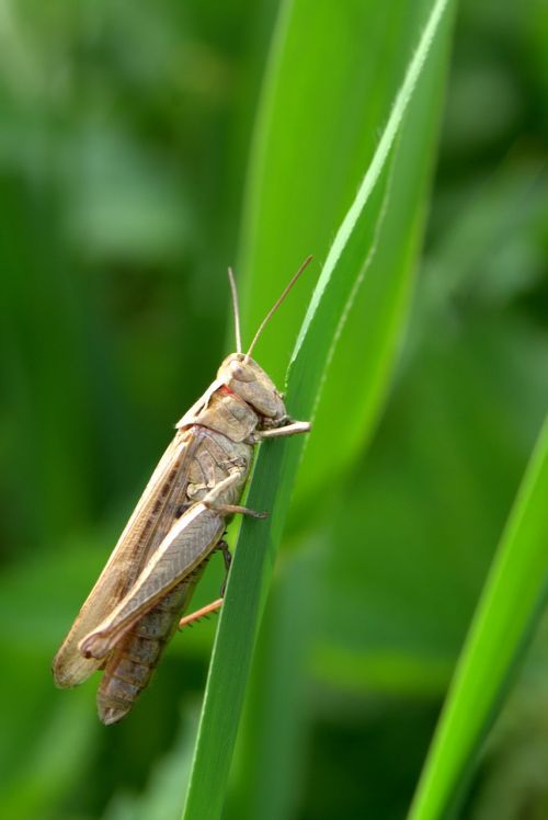 grasshopper tettigonia viridissima cricket