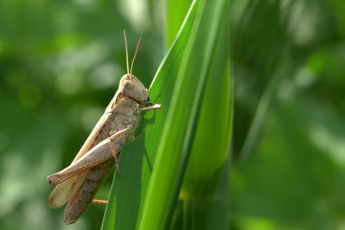 grasshopper tettigonia viridissima cricket