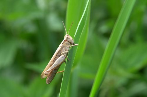 grasshopper tettigonia viridissima prey