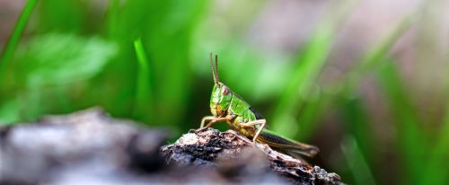 grasshopper insect green