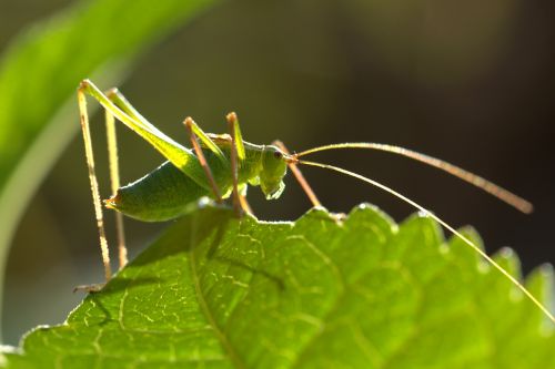grasshopper green close