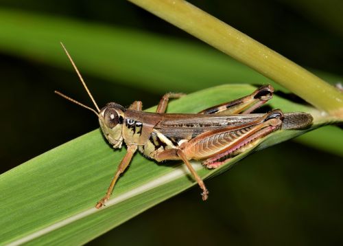 grasshopper hopper insect