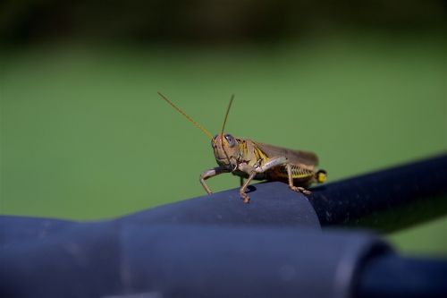grasshopper insect nature