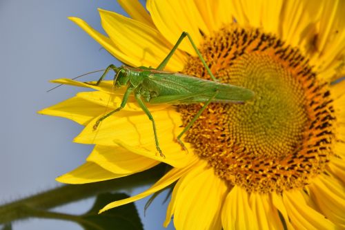 delicate insect grasshopper sun flower