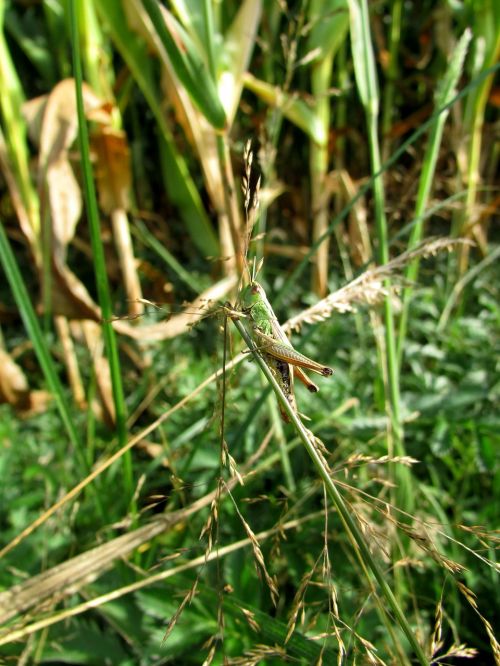 grasshopper insect summer