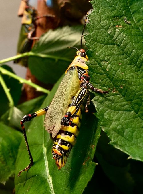 grasshopper wilhelma stuttgart