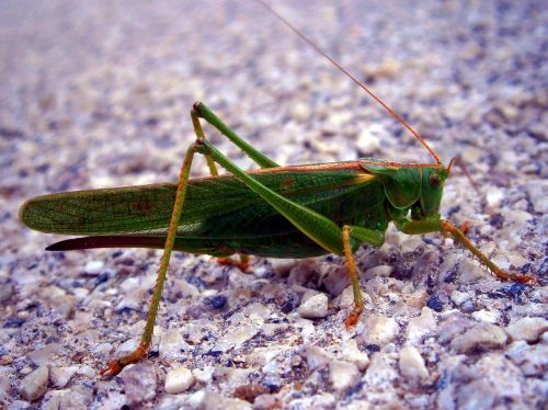 grasshopper insect