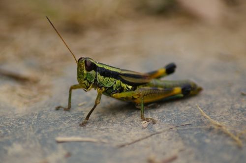 grasshopper cricket green