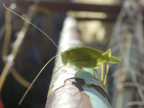 grasshopper katydid long probe shrink