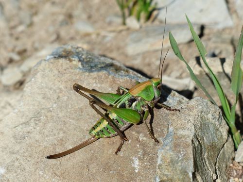 grasshopper green animal