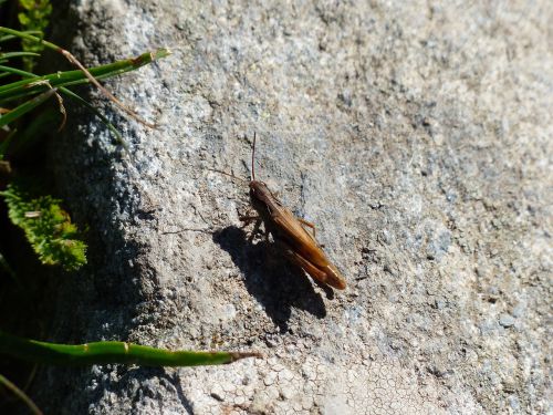 grasshopper brown small