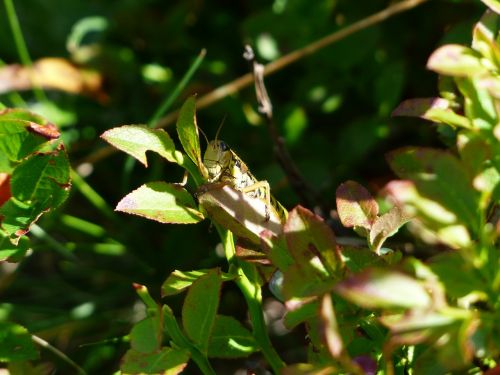 grasshopper disguised camouflage