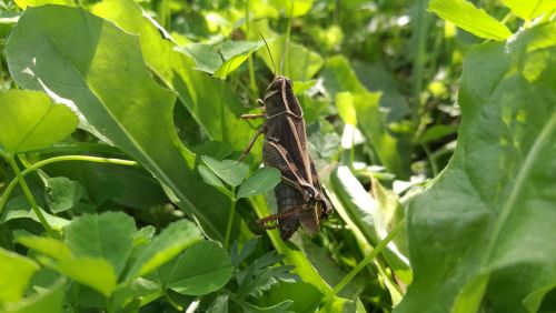 grasshopper insect nature