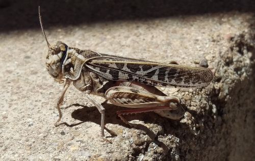 grasshopper insect bug