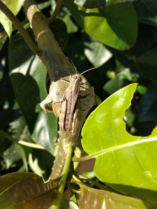 grasshopper nature insect