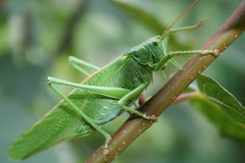 grasshopper norwegian the nature of the