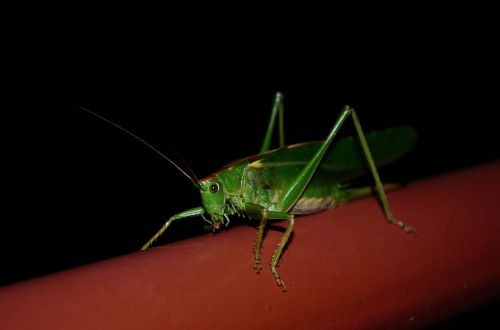 grasshopper insect tettigonia viridissima