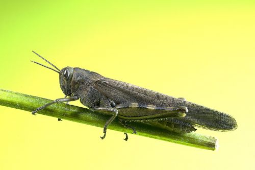 grasshopper insect macro