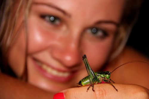 grasshopper beetle green
