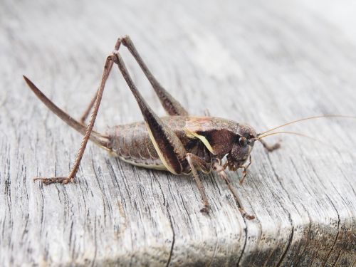 grasshopper insect wood