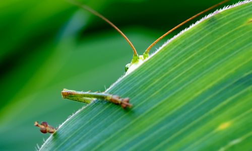 grasshopper viridissima green