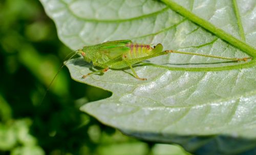 grasshopper macro green