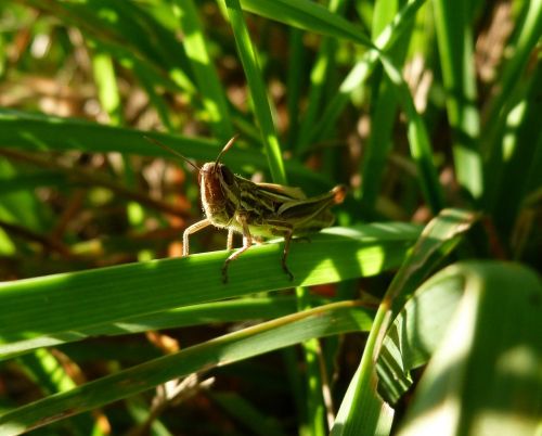 grasshopper macro green