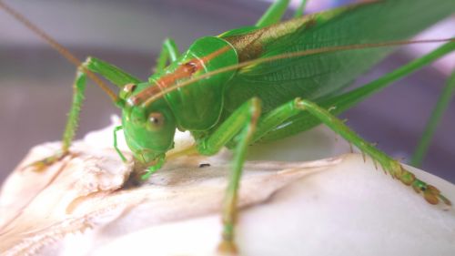 Grasshopper 2