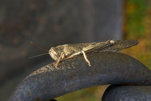 grasshopper insect bug