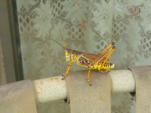 grasshopper brown yellow