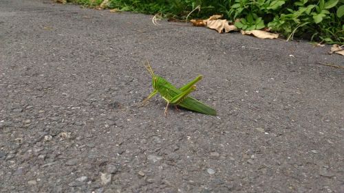 grasshopper insect bug