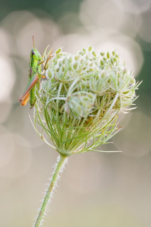 grasshopper wild carrot nature