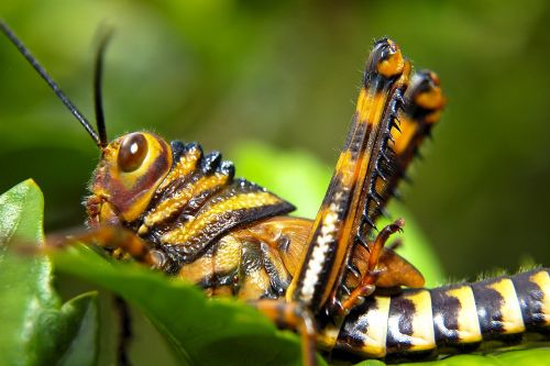 grasshopper ecuador insect