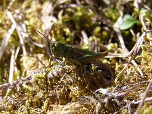 grasshopper insect close