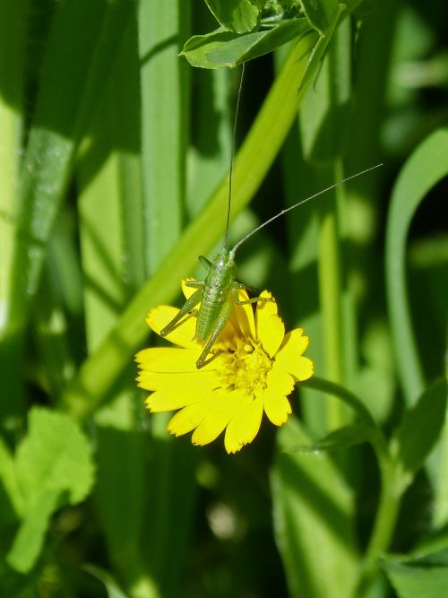 grasshopper green grasshopper tiny
