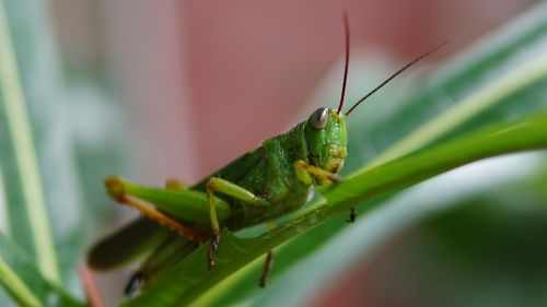 grasshopper green insect