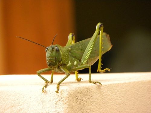 grasshopper insect green