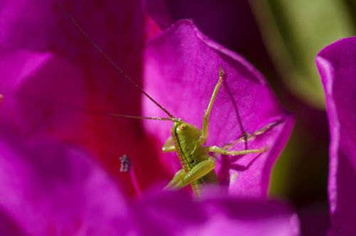 grasshopper green grasshopper insect