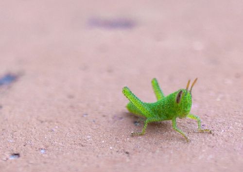 grasshopper nature macro