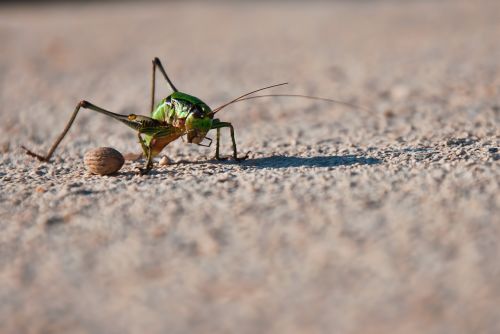 grasshopper cricket cicada
