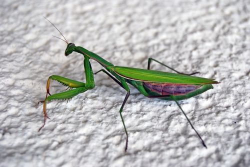 grasshopper insect viridissima