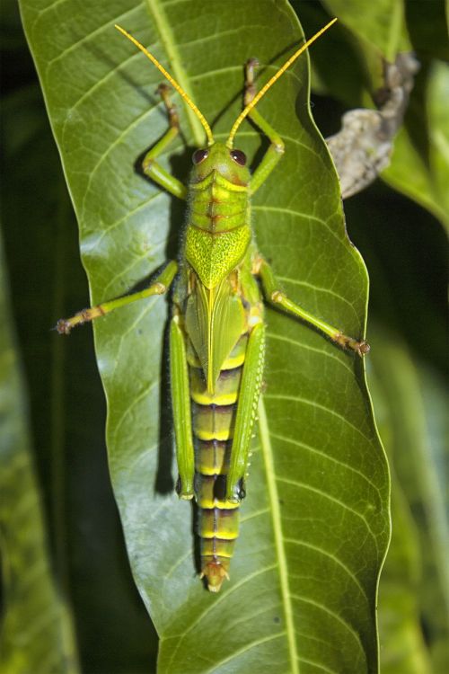 grasshopper night sheet sleeve
