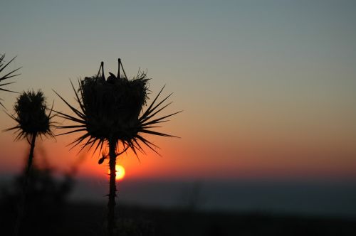 grasshopper sunset silhouette