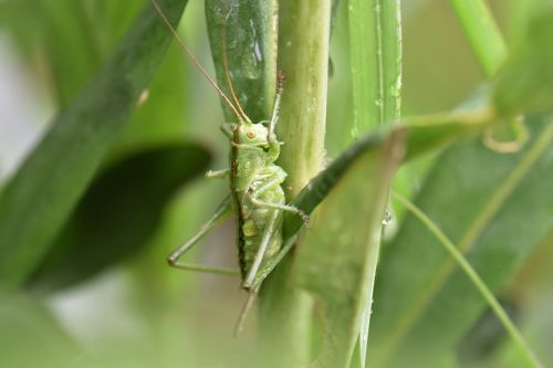 grasshopper leaf green